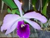 Lc.C.G.Roebling(L.purpurata x gaskelliana)